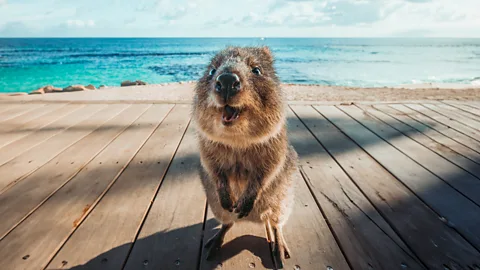 Tourism Western Australia Visitors will find the world's largest wild quokka population, with about 10,000 on the island (Credit: Tourism Western Australia)